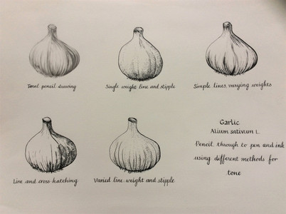 Dorothy, Garlic.JPG